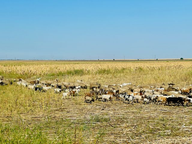 Ziegenherde bei Maglavit